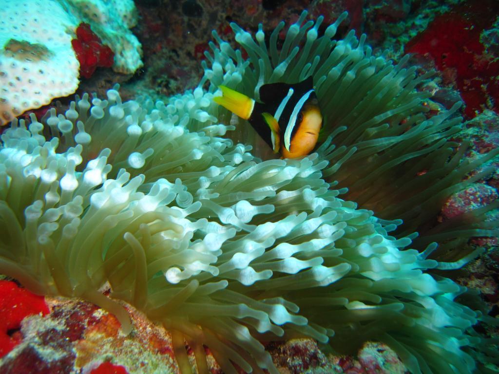 Marinabayvilla-Himandhoo Dış mekan fotoğraf